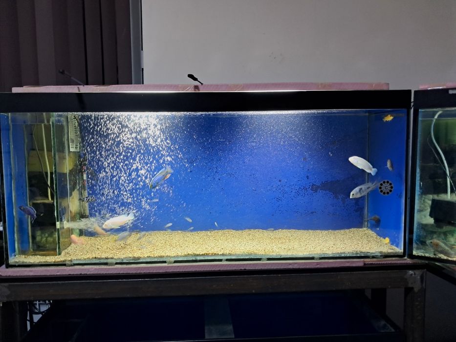 Akvarium barcha jihozlari va baliqlari bilan sotiladi.