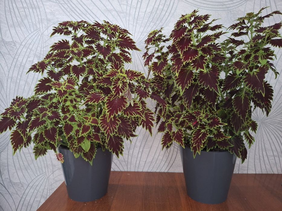 Красивые комнатные цветы