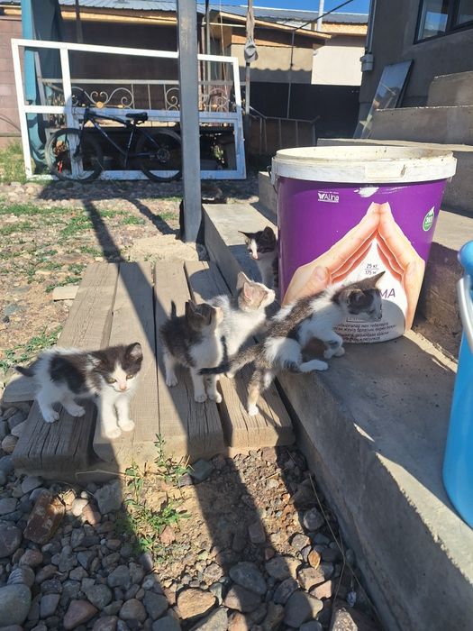 Котята отдам даром