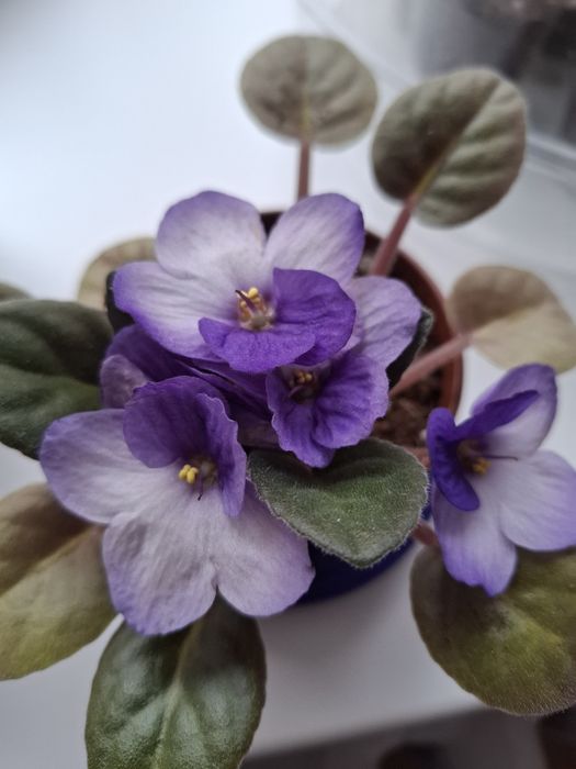 Фиалки,продаю листочки