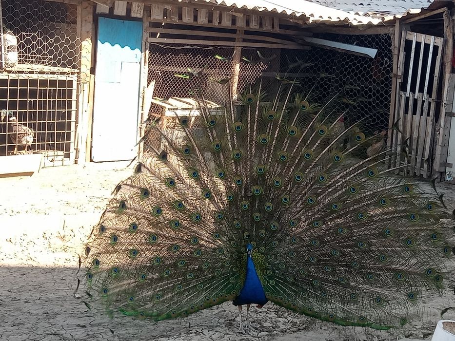 Павлин сатылады бағ 120