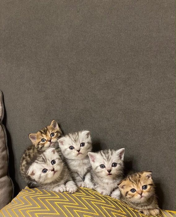 Прелестные котята