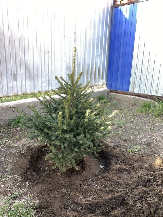 ель и сосны местный в актобе