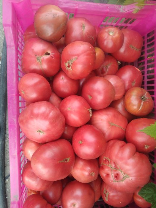 Продам помидоры домашние