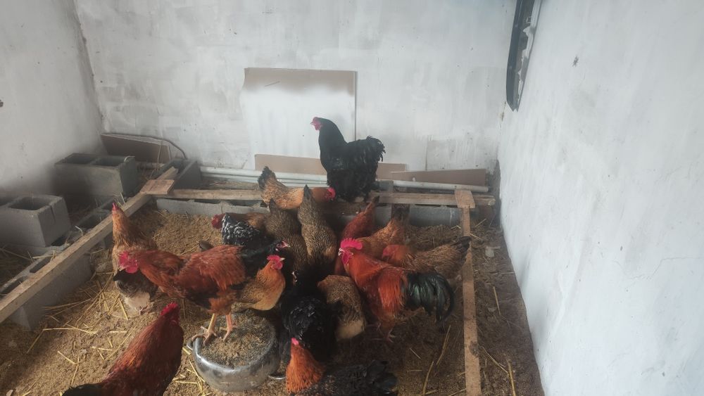 Барма сатыладыыыы