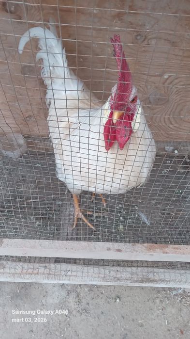 Oq xõroz kasallanmagan semizgina