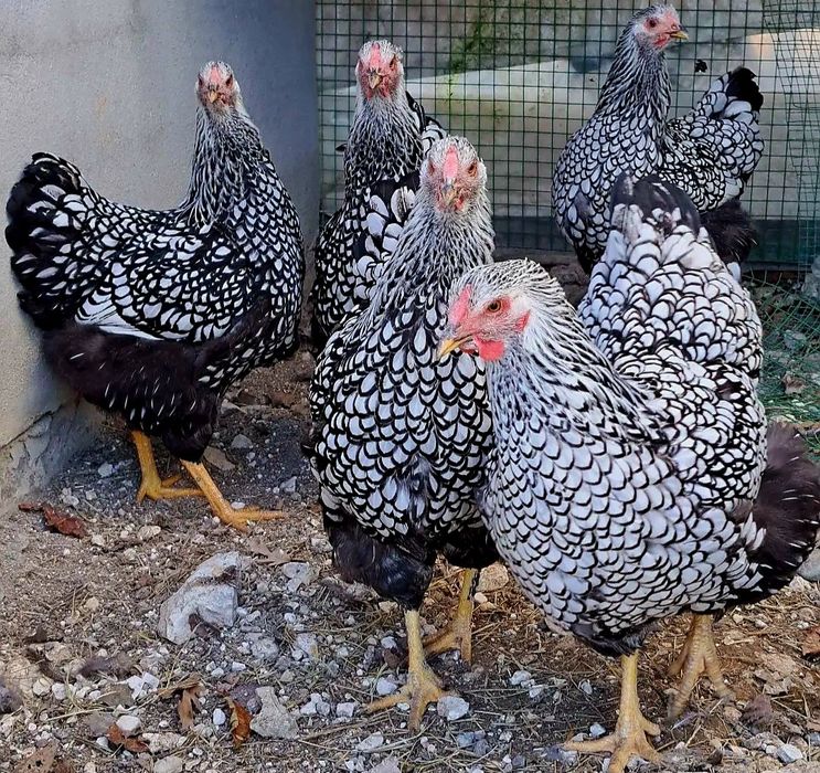 Виандот серебро на продажу