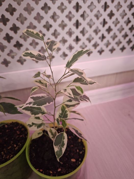 Фикус Бенджамина,  сортовые