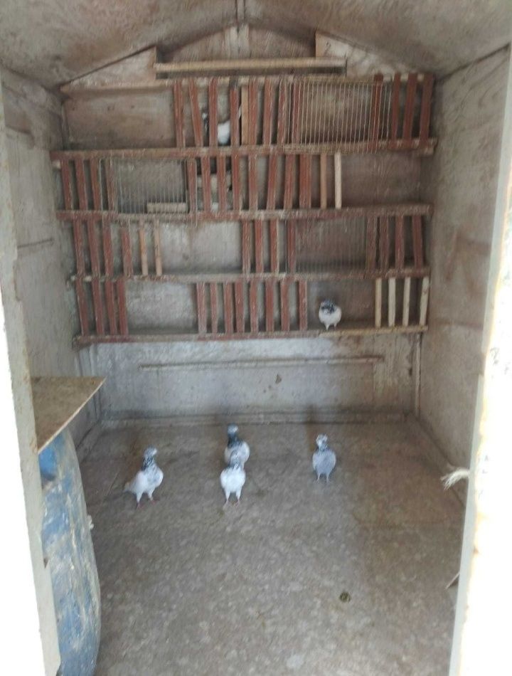 Голуби в городе: кто держит их дома, зачем нужны голубятни и как помочь пострадавшей птице