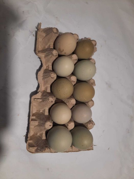 oua de la gaini araucane