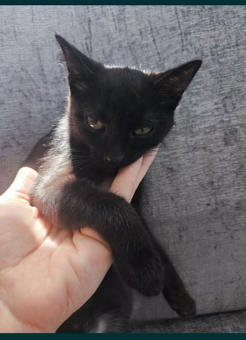 Кошечка ищет дом
