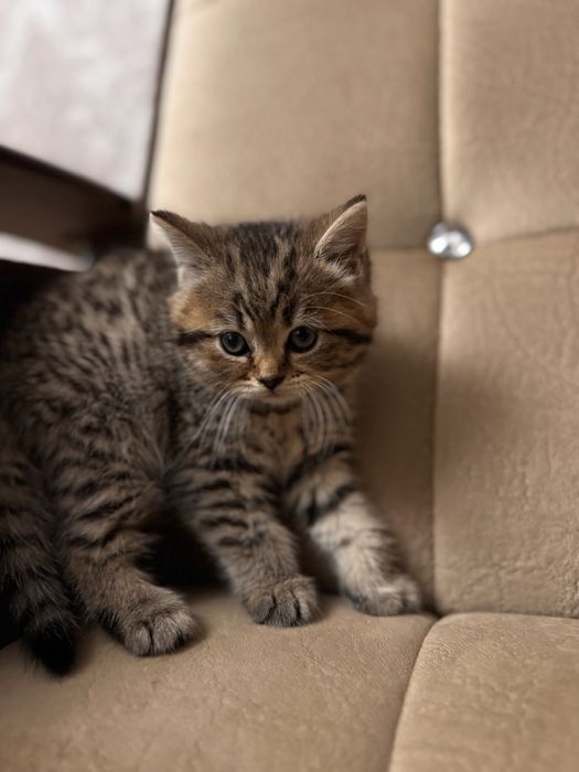 Срочно продаются котята скоттиш страйт
