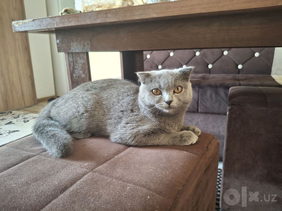 * Scottish Fold mushukcha sotiladi