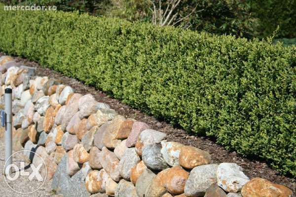 PRODUCATOR Butasi si fructe Mure pe rod,mur, Arbusti buxus, Gard viu