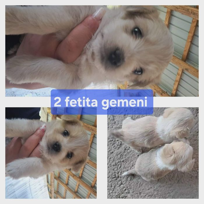 Cine îi dorește?
