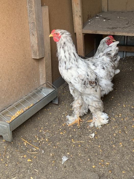 Vand cocosi brahma pe negru si splash si 1 wiandott si unu portelan