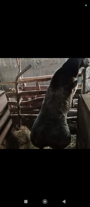 Продаются бараны и кошкар