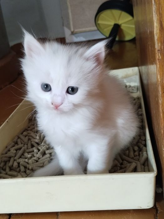 Продаются котята