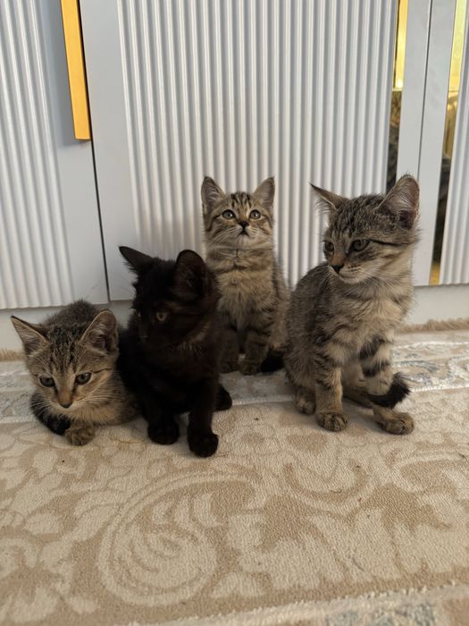Отдам бесплатно котят