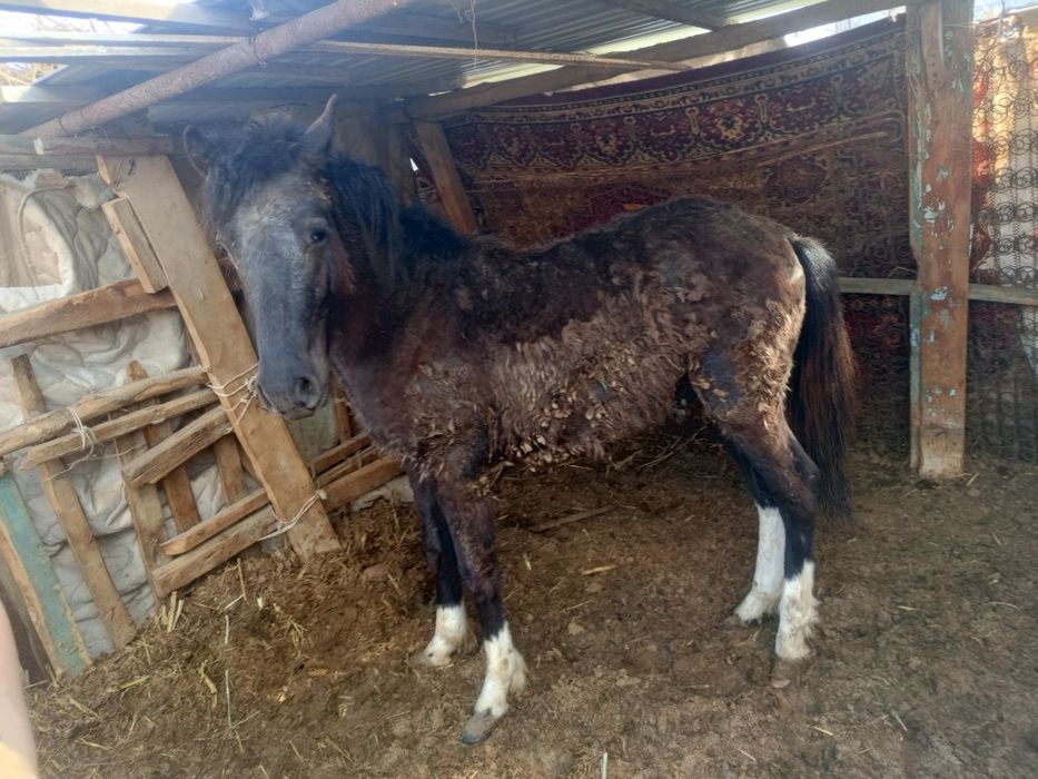 Тай  Жылқы жеребец