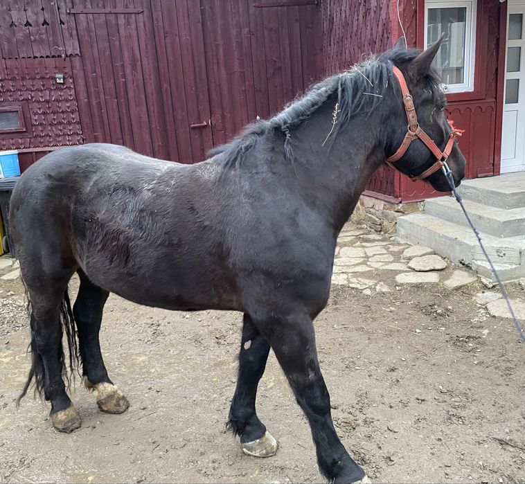 Vând cal , în vârstă de 4 ani.