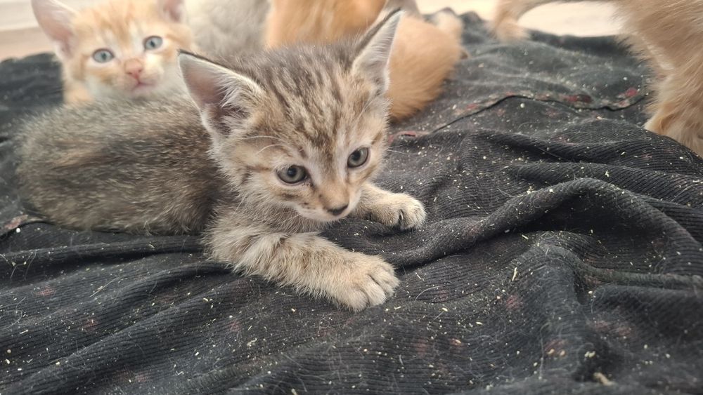 отдам котят в добрые руки
