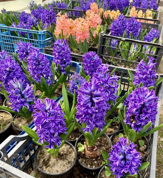 Зюмбюли и теменужки за 8-ми март