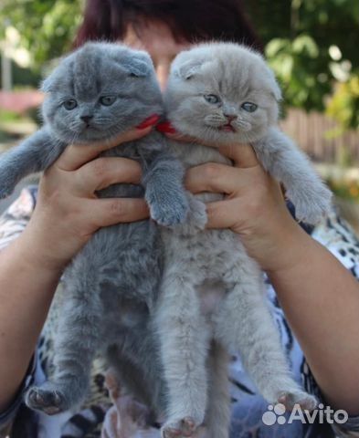 Шотландские забавные фолды