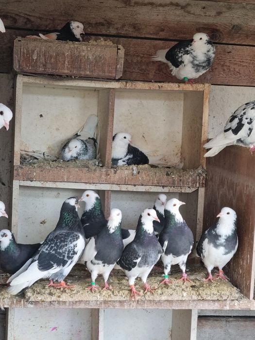 Porumbei birmigham rolleri