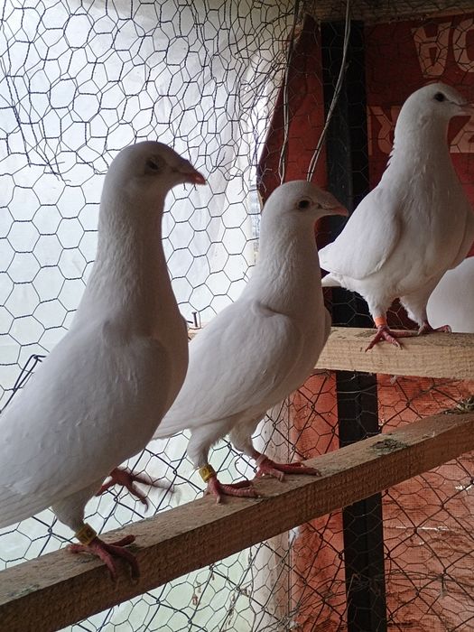 Porumbei misirlii voiajori albi și turturele