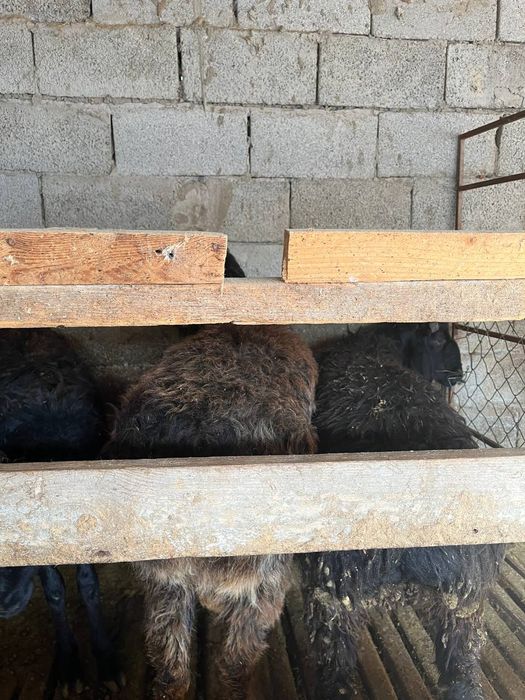 Семіз тоқтылар сатылады