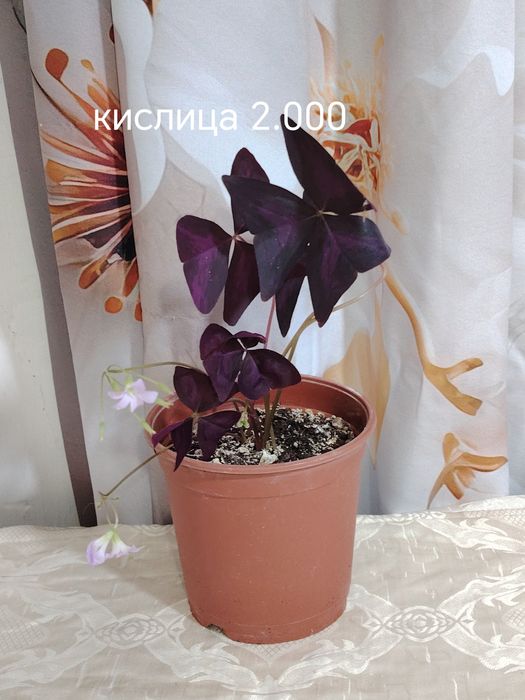Продаются домашние цветы