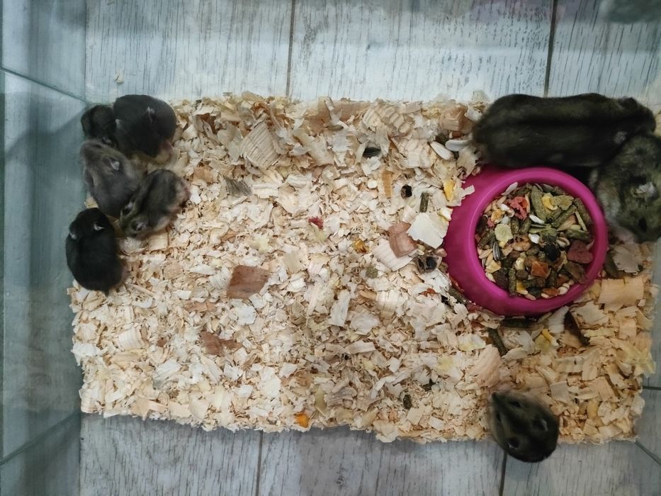 Продавам хамстери