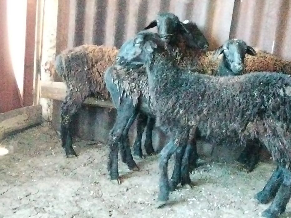 Продам овец ургашы