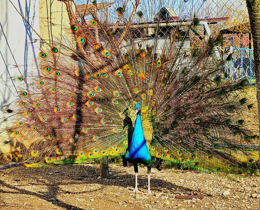 Vand sau schimb Pauni si femele maturi! Si familii Wiandotte