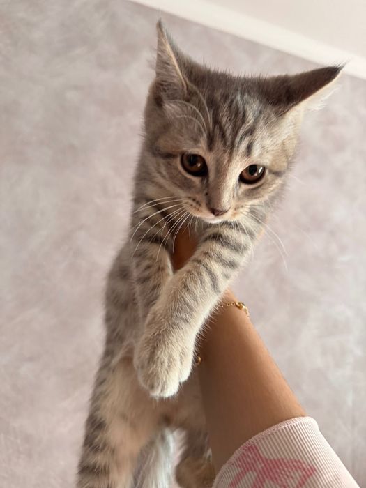 Котенок Скоттиш Страйт