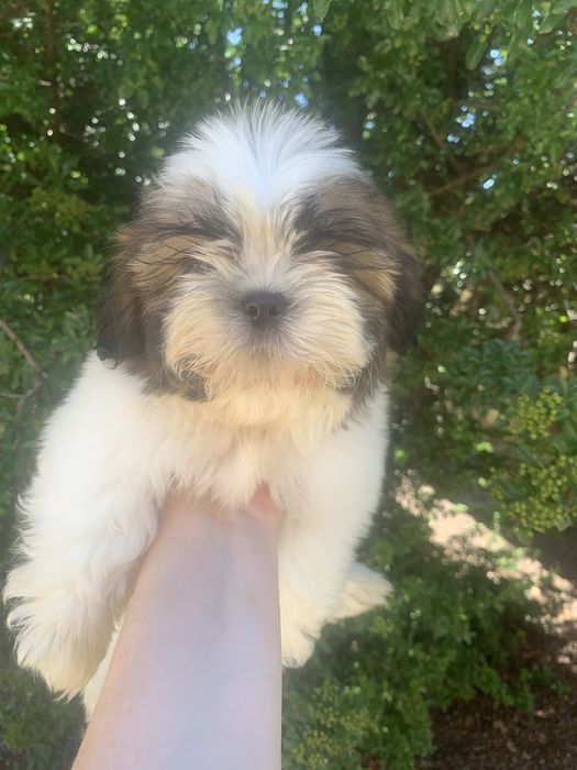 Fetita Shih tzu