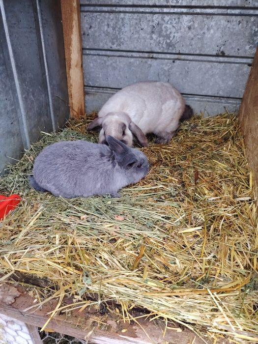 Berbec pitic. Fetite și baieti