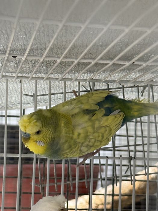 Продаю попугай бабочки