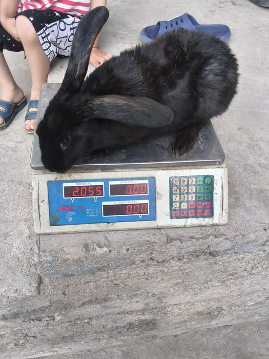 Quyonlar sotiladi killosi 50 mindan