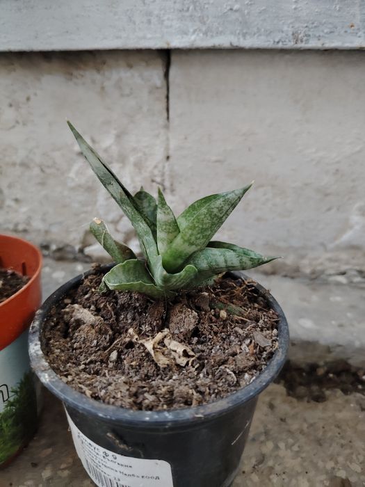 Цвете сансевиера 6 вида