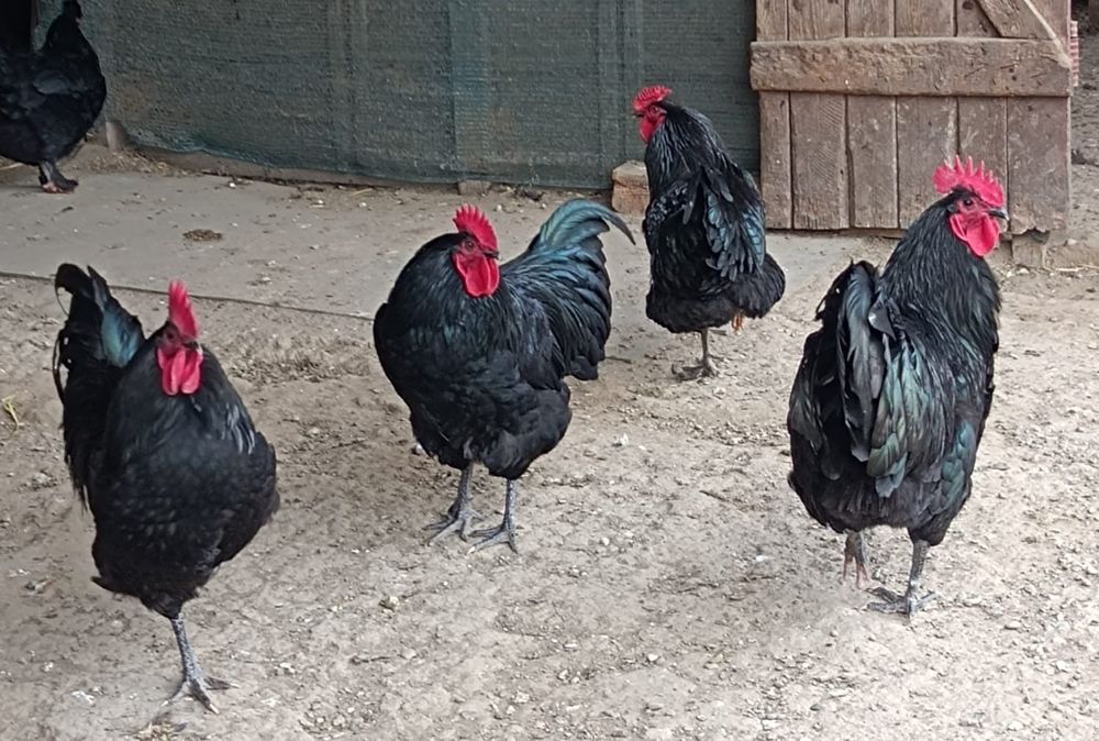 Cocoși tineri de vânzare