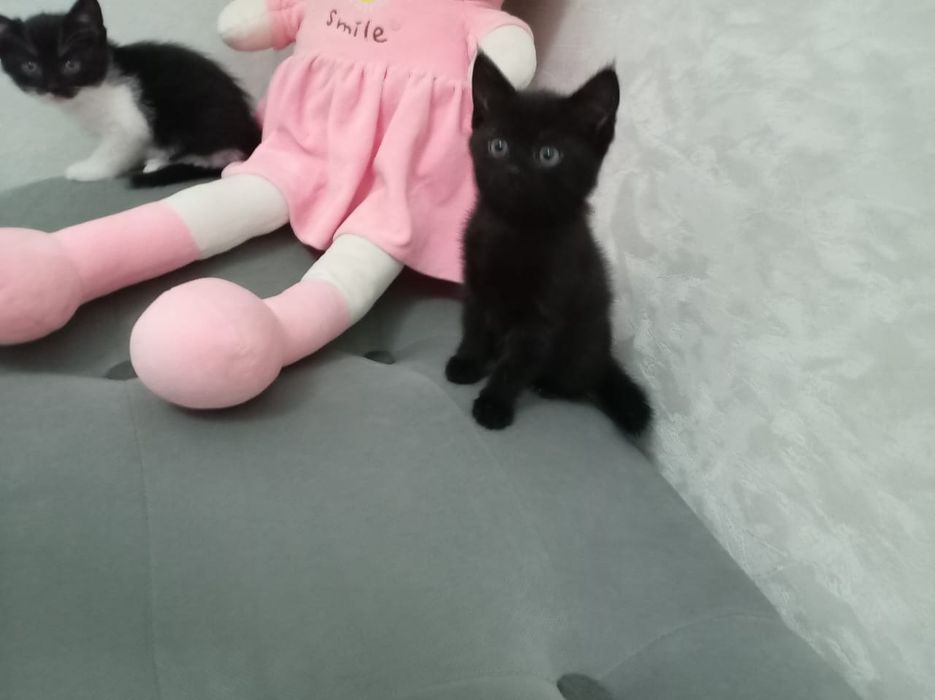 Отдам котят в добрые руки