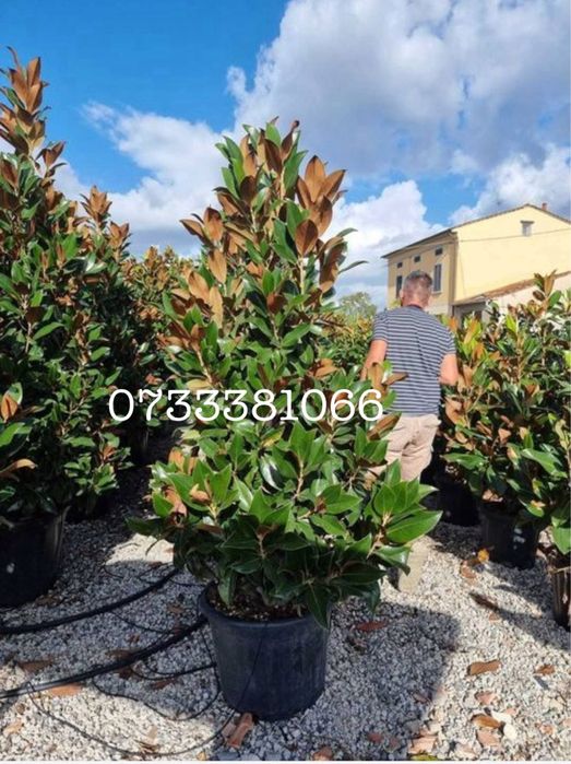 Leylandy tuia palmier magnolia.dif specii.gazon amenajari gradini