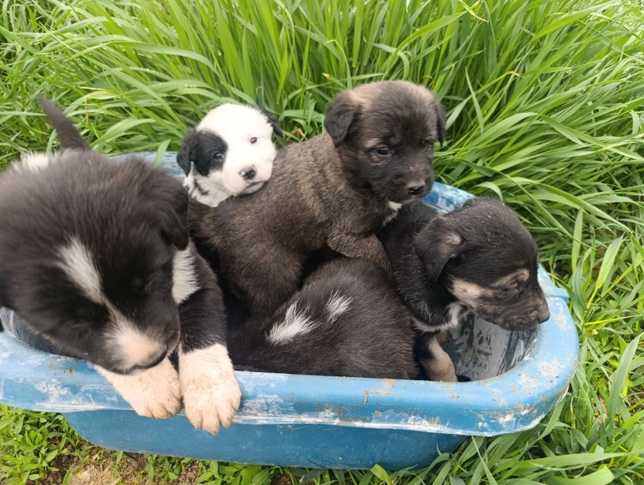 Щенята по 50000 сум