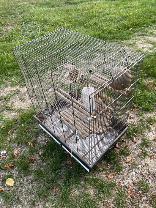 Vand cusca animale companie.