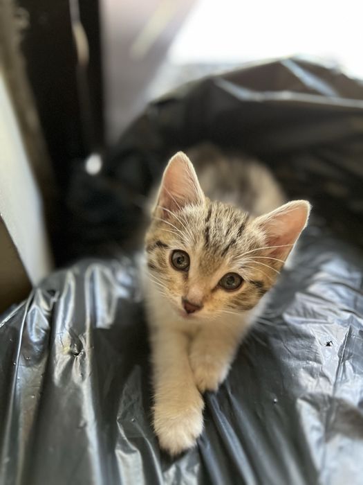 Отдам котенка в хорошие руки