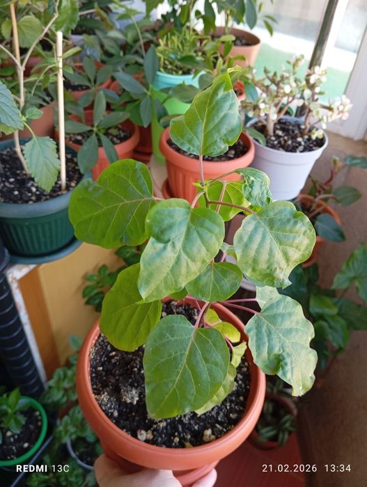 Продам растения комнатные