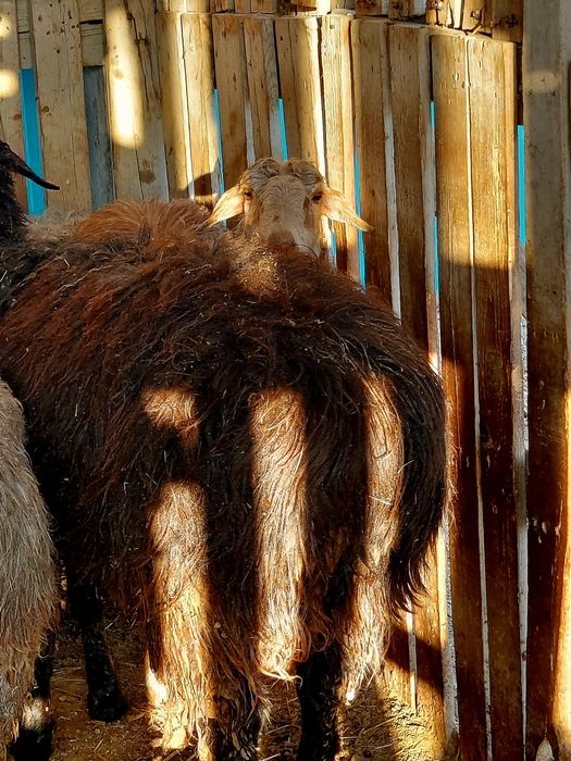 Қошқар семіз Кошкар семиз