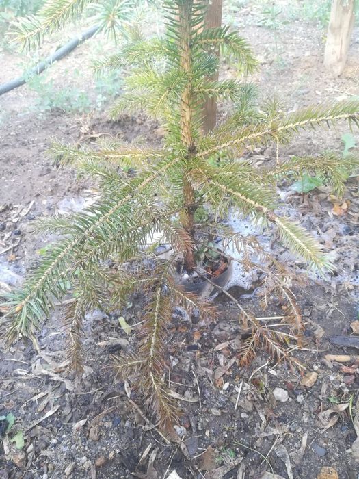 Продам саженцы хвойные